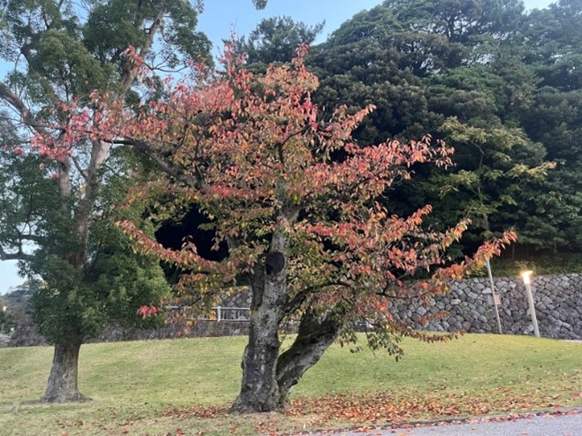 【北九州】紅葉の季節